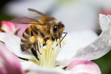 Arı çiçekle çalışır, arı bal toplar.