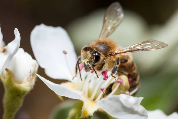 Abelha Trabalha Uma Flor Uma Abelha Coleta Néctar — Fotografia de Stock