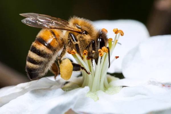 Albinele Lucrează Floare Albină Colectează Miere — Fotografie, imagine de stoc