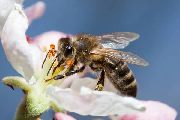 Albinele Lucrează Floare Albină Colectează Miere — Fotografie, imagine de stoc