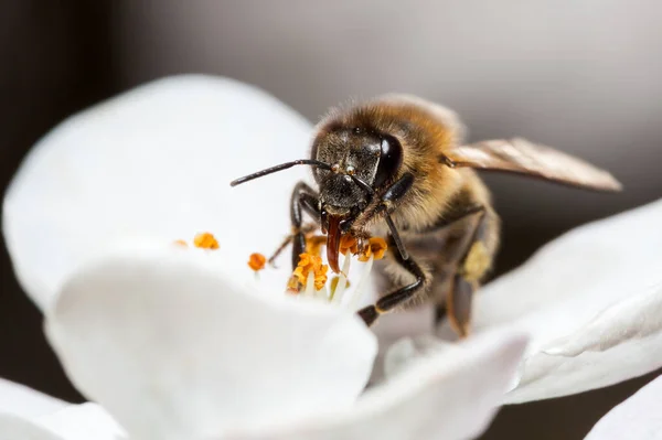Бджола Працює Квітці Бджола Збирає Нектар — стокове фото