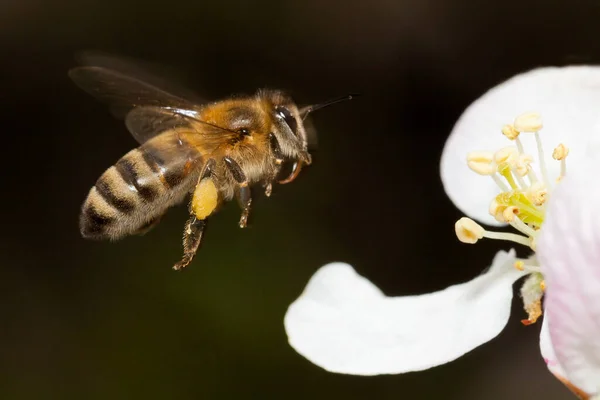 花の近くに蜂が飛びます — ストック写真