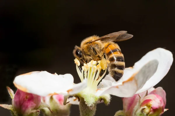 Bee works on a flower, a bee collects honey
