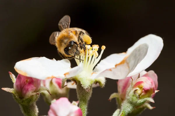 Бджола Працює Квітці Бджола Збирає Мед — стокове фото