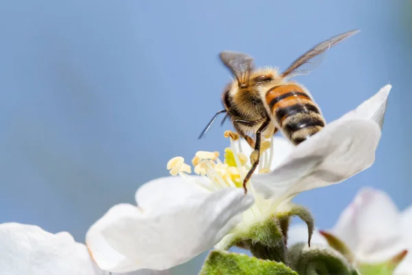 Бджола Працює Квітці Бджола Збирає Мед — стокове фото