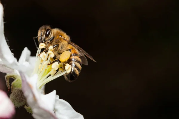 Μέλισσα Λειτουργεί Ένα Λουλούδι Μια Μέλισσα Συλλέγει Μέλι — Φωτογραφία Αρχείου