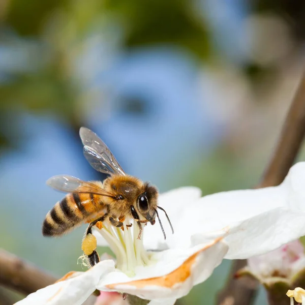 Biene Arbeitet Einer Blume Eine Biene Sammelt Honig lizenzfreie Stockbilder