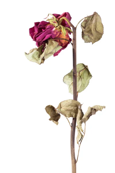 Szárított Rózsa Elszigetelt Fehér Alapon Halott Virág — Stock Fotó