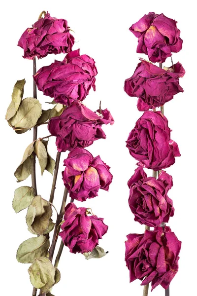 Ornaments Dried Roses White Background — Stock Photo, Image