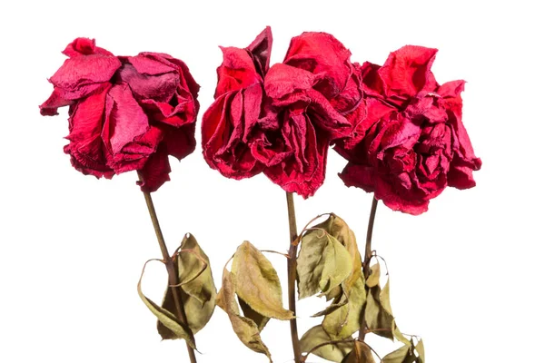 Withered Roses White Background Dead Flowers — Stock Photo, Image