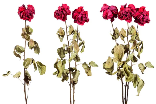 Withered Roses White Background Dead Flowers Stock Image