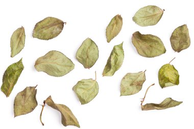 Beyaz arka planda solmuş yapraklar ve güller