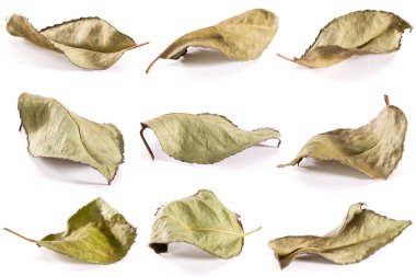 Beyaz arka planda solmuş yapraklar ve güller