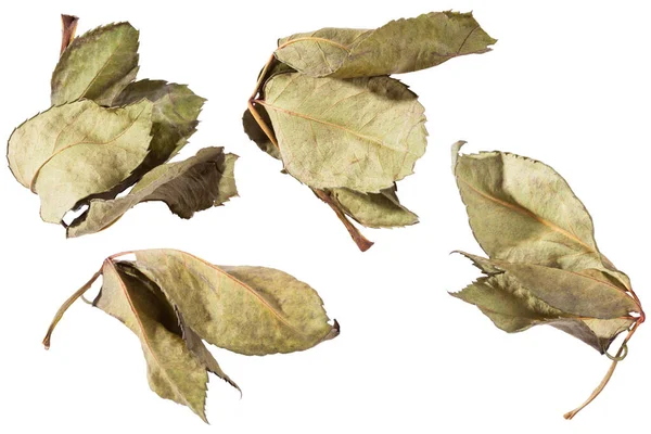 Beyaz arka planda solmuş yapraklar ve güller