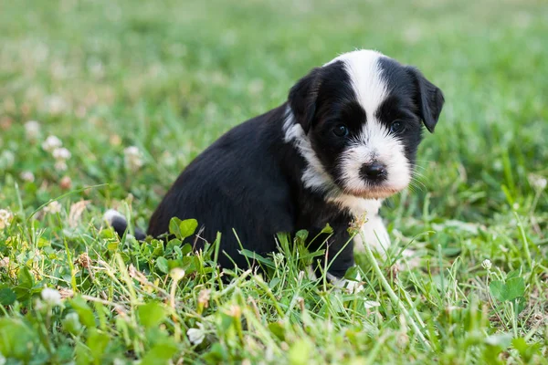 Tibet Terrier Welpe Stockbild