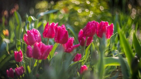 Pink parrots tulips — Stock Photo, Image