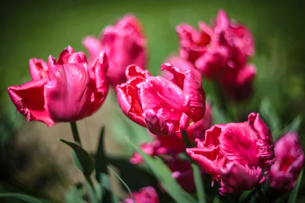 Pink parrots tulips — Stock Photo, Image