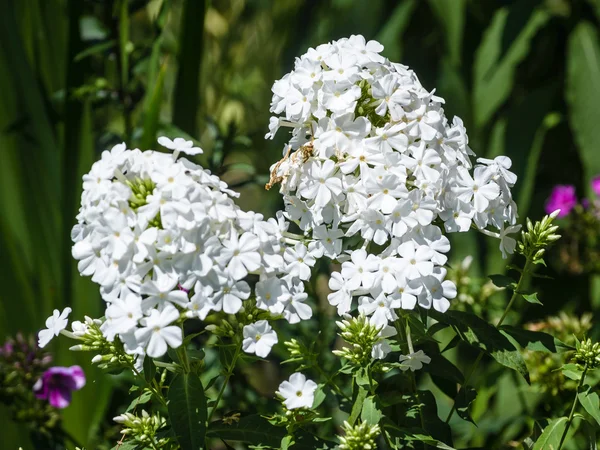 Flox de jardín blanco —  Fotos de Stock