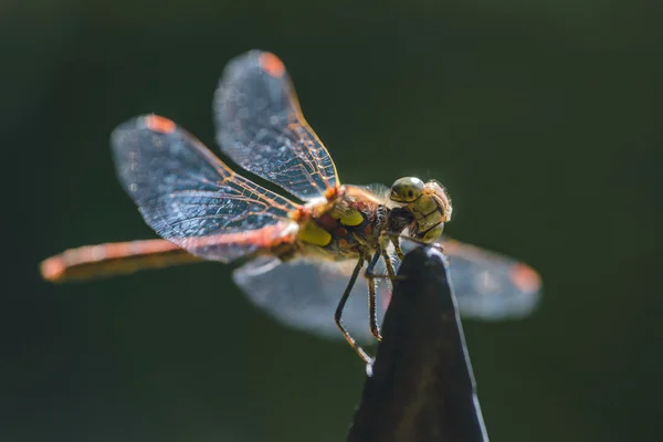 Close up of red dragonfly — Stock Photo, Image