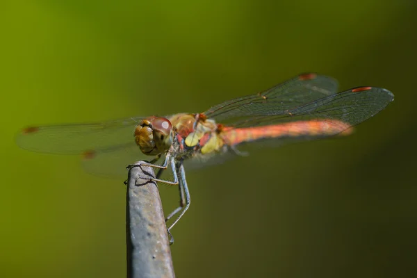 Close up of red dragonfly — Stock Photo, Image