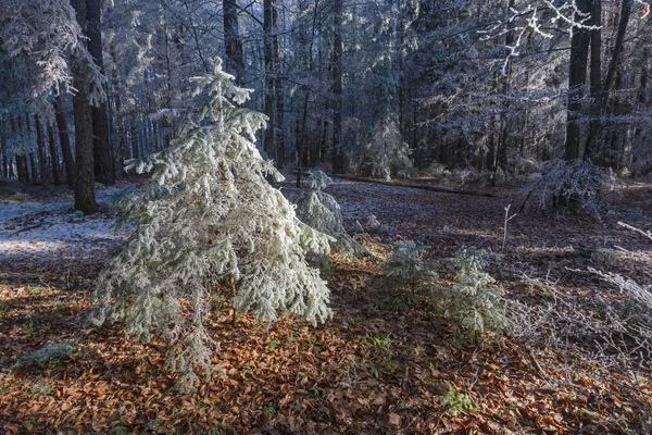 Forêt en hiver — Photo