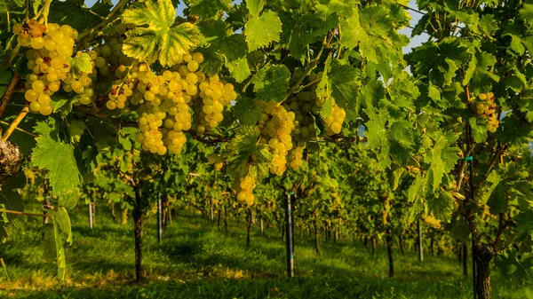 Виноградники с винодельней осенью — стоковое фото