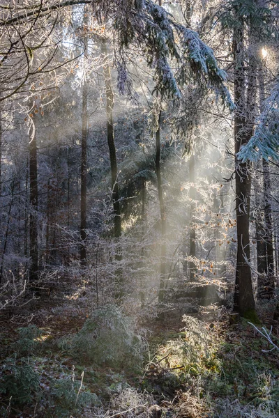 Forêt en hiver — Photo