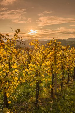  Ladnscape üzüm bağları ile