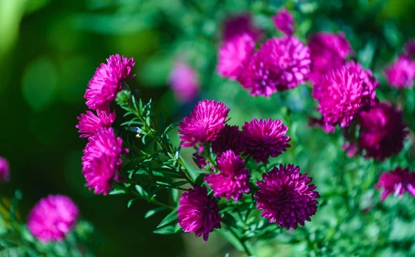 The Aster (Aster dumosus) — Stock Photo, Image