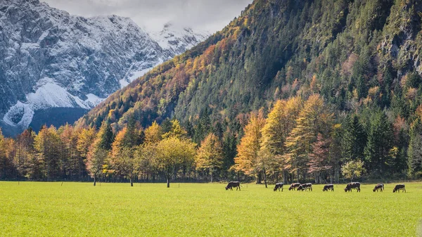 Logarska tal (logarska dolina) — Stockfoto