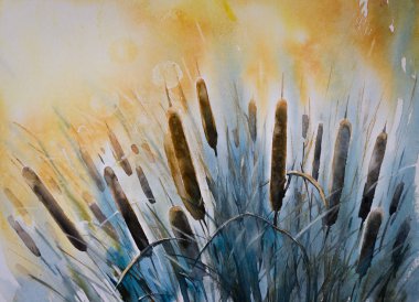 Typha latifolia suluboya resim 