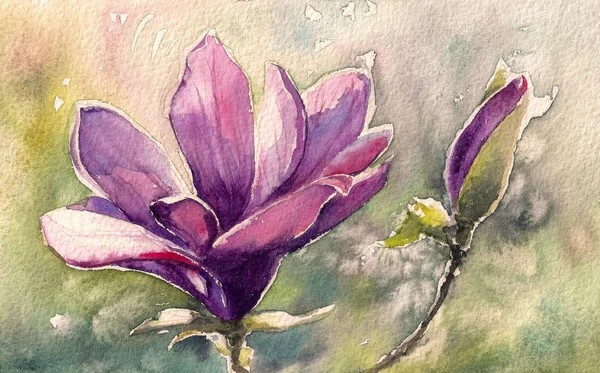 Pittura ad acquerello Magnolia — Foto Stock