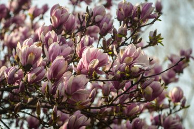 Manolya ağacı çiçekleri.