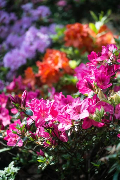 Blooming colorofull  Rhododendrons — Stock Photo, Image