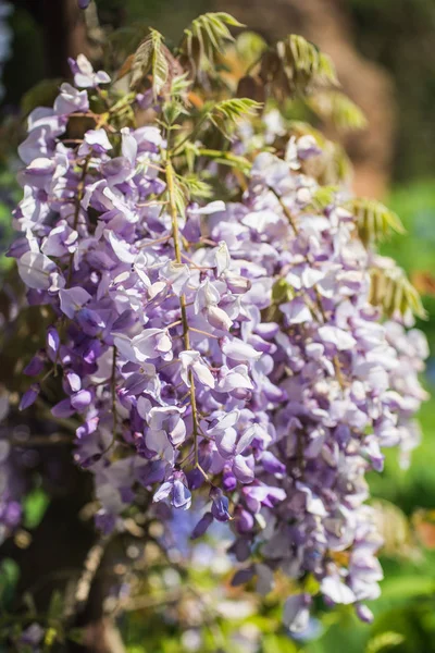 Glicine sinensis primo piano — Foto Stock