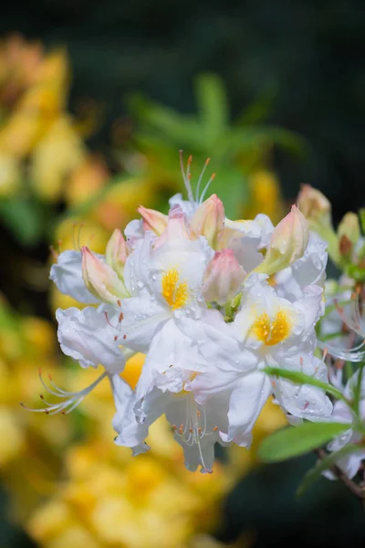 Azálea branca e de flor amarela — Fotografia de Stock