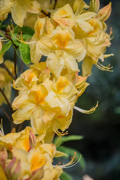 Azalée à fleurs jaunes — Photo