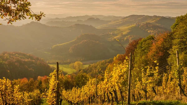 Landscape with vineyards in South Styria — Stock Photo, Image