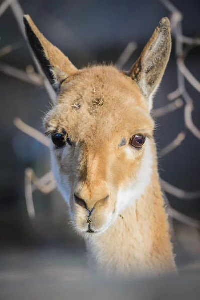 Portrait of lama Vikunja — Stock Photo, Image