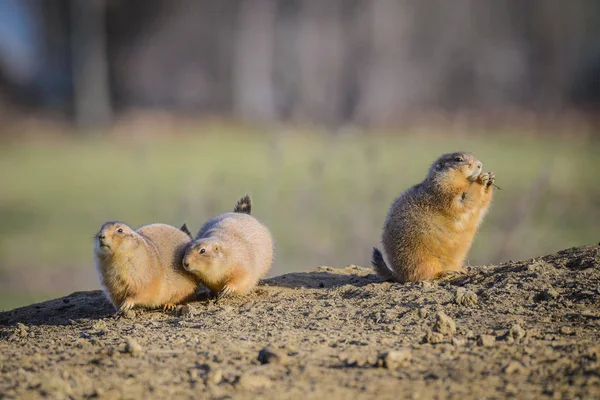 Siyah-kuyruk priare köpekler