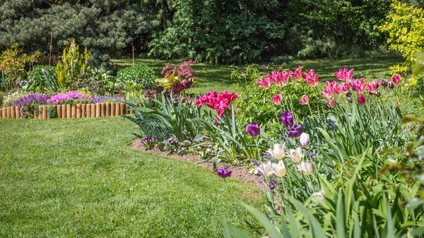 Bunte Blumen im Garten — Stockfoto