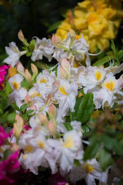 Azalea en el jardín —  Fotos de Stock