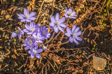  Yosunları (mantarı nobilis)