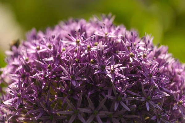 Allium Giganteum closeup — Stock Photo, Image