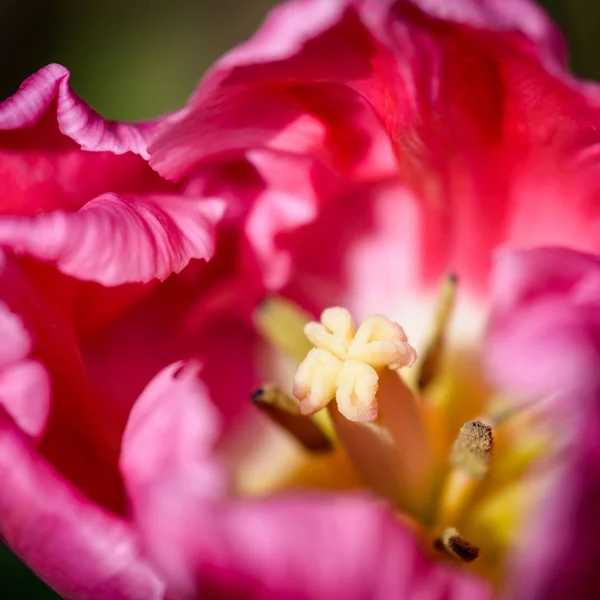 Flor de tulipa rosa — Fotografia de Stock