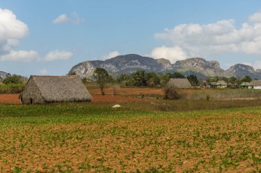 Vinales Küba Pinar del Rio eyaletinde