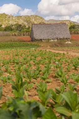 Vinales Küba Pinar del Rio eyaletinde