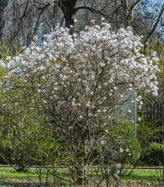 Magnolia árvore florescente — Fotografia de Stock