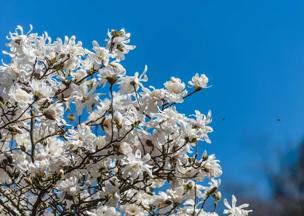 Ανθίζοντας δέντρο magnolia — Φωτογραφία Αρχείου