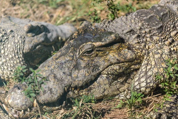 Grup aligators dinlenme. — Stok fotoğraf